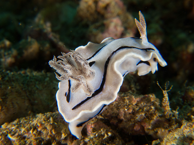 %_tempFileName20120429-2-Dead%20Palm%20Dorid%20Nudibranch%20(2)%
