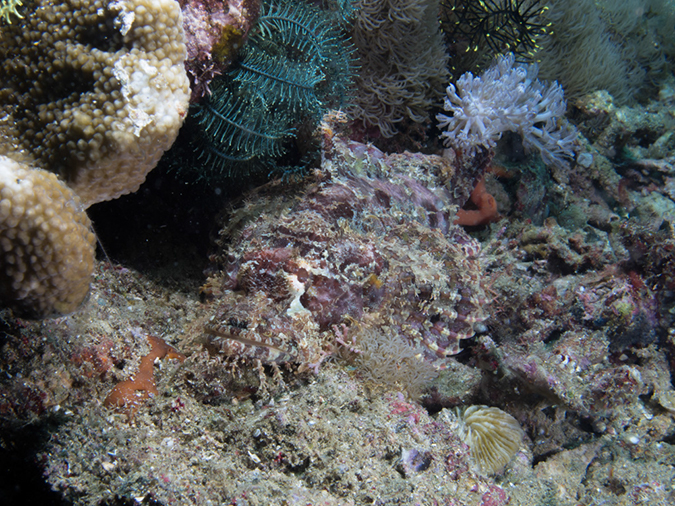 %_tempFileName20120429-2-Dead%20Palm%20Raggy%20Scorpionfish%