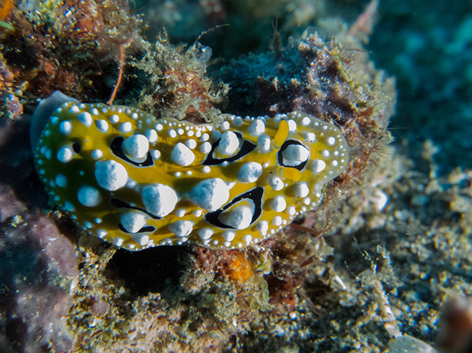 %_tempFileName20120429-3-Maint%20Bubbles%20Dorid%20Nudibranch%20(1)%