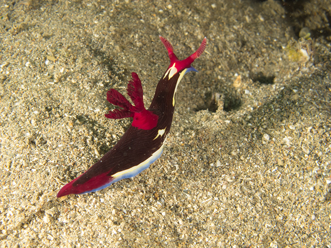 %_tempFileName20120429-3-Maint%20Bubbles%20Dorid%20Nudibranch%20(2)%