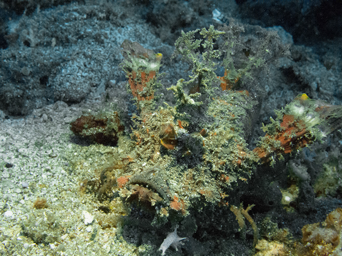 %_tempFileName20120429-3-Maint%20Bubbles%20Raggy%20Scorpionfish%