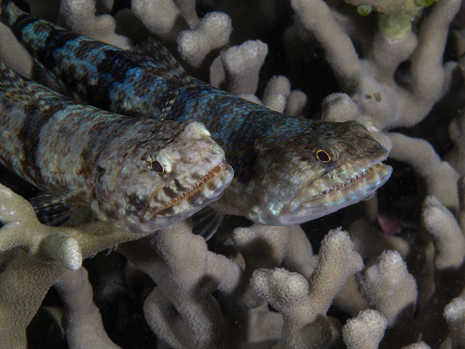 %_tempFileName20120429-4-Dakleida%20Reef%20Lizardfish%
