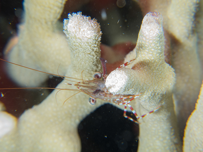 %_tempFileName20120429-4-Dakleida%20Shrimp%