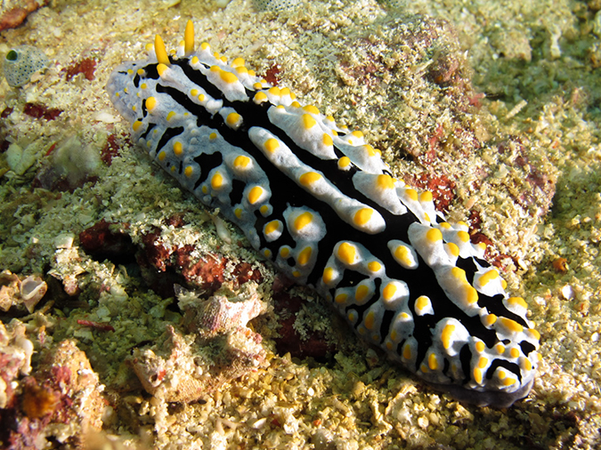 %_tempFileName20120430-1-Beatrice%20Rock%20Dorid%20Nudibranch%20(1)%
