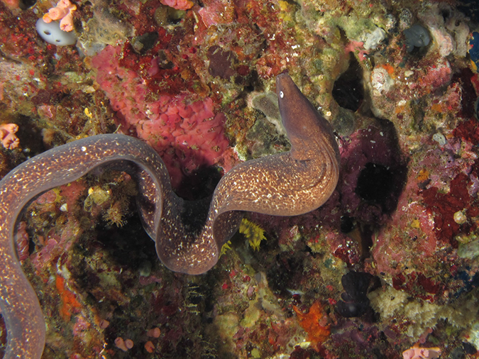 %_tempFileName20120430-1-Beatrice%20Rock%20Moray%