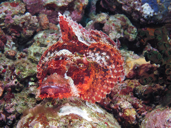 %_tempFileName20120430-1-Beatrice%20Rock%20Papuan%20Scorpionfish%
