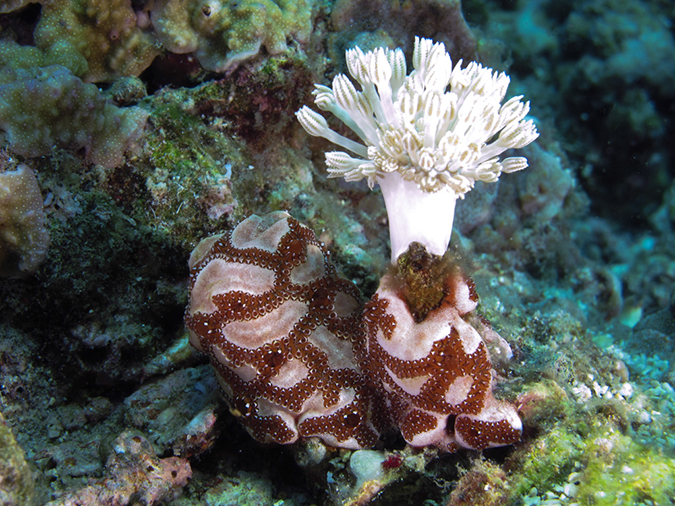 %_tempFileName20120430-2-Coral%20Garden%20(10)%