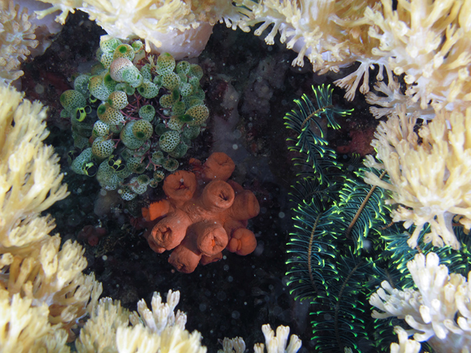 %_tempFileName20120430-2-Coral%20Garden%20(14)%