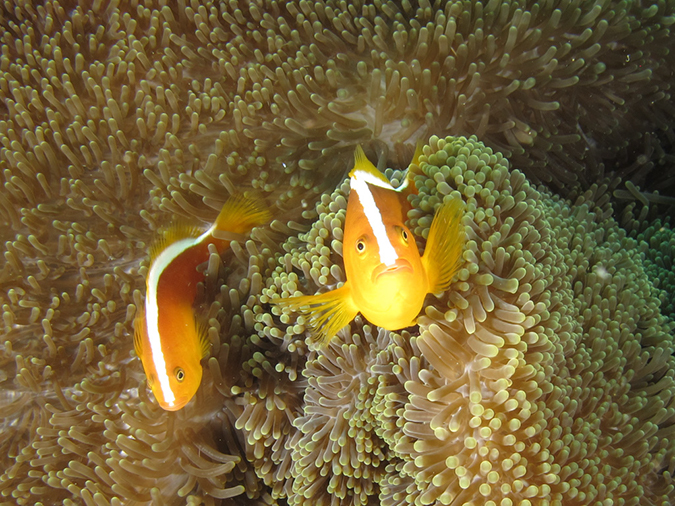 %_tempFileName20120430-2-Coral%20Garden%20Anemonefish%20(2)%