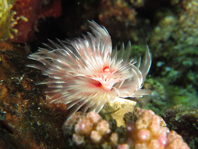 %_tempFileName20120430-2-Coral%20Garden%20Calcareous%20Tube%20Worm%