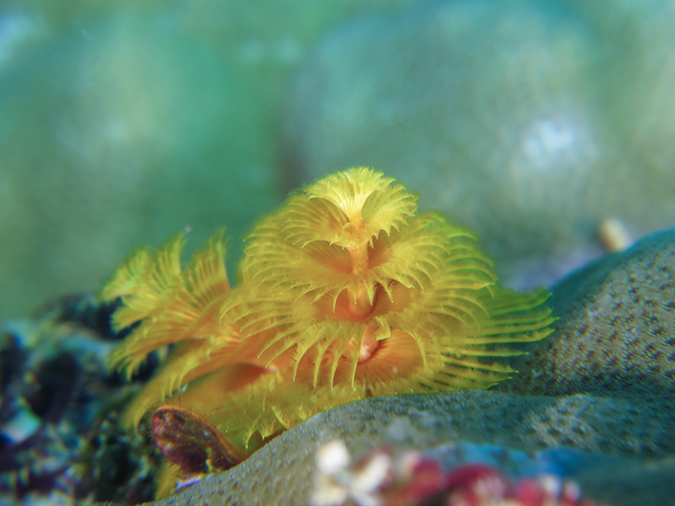 %_tempFileName20120430-2-Coral%20Garden%20Christmas%20Tree%20Worm%20(2)%