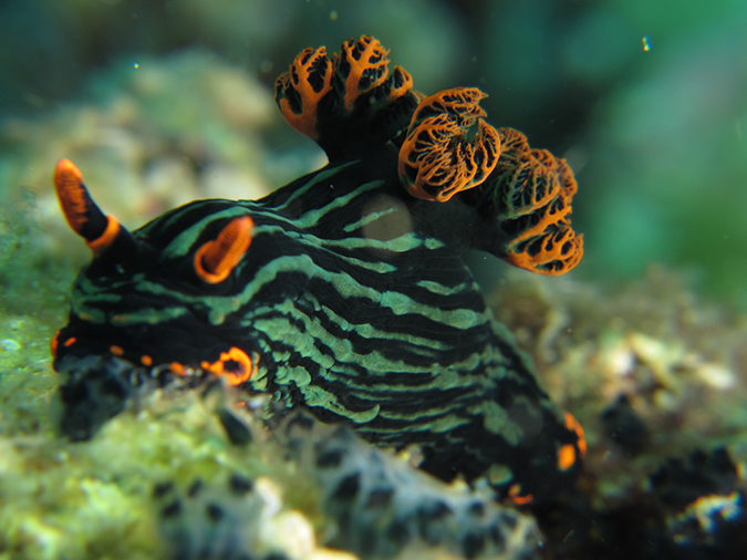 %_tempFileName20120430-2-Coral%20Garden%20Dorid%20Nudibranch%20(4)%