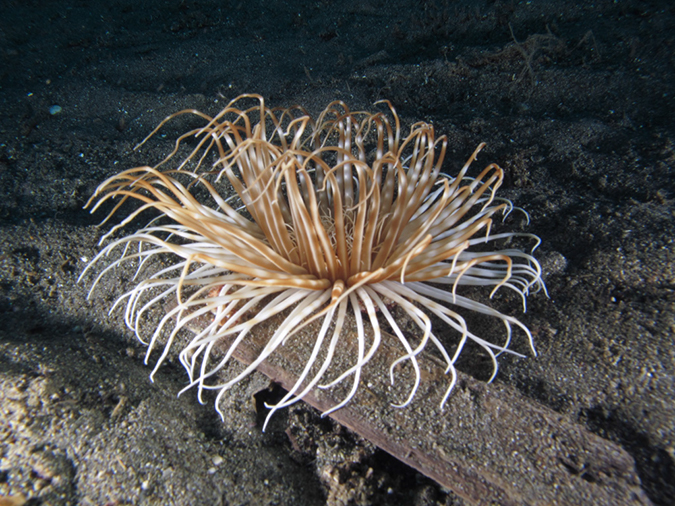 %_tempFileName20120430-3-Coconut%20Anemone%20(1)%