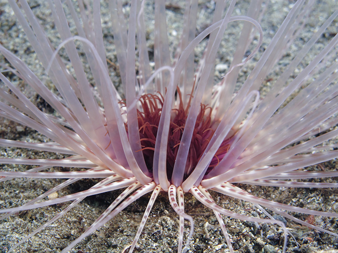 %_tempFileName20120430-3-Coconut%20Anemone%20(2)%