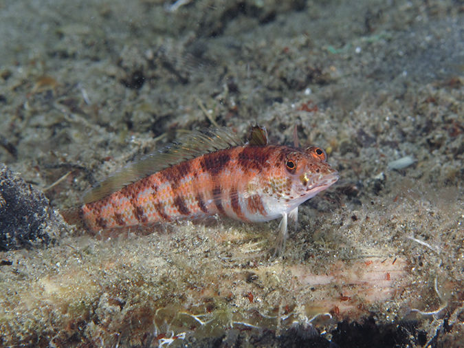 %_tempFileName20120430-3-Coconut%20Blackfin%20Sandperch%