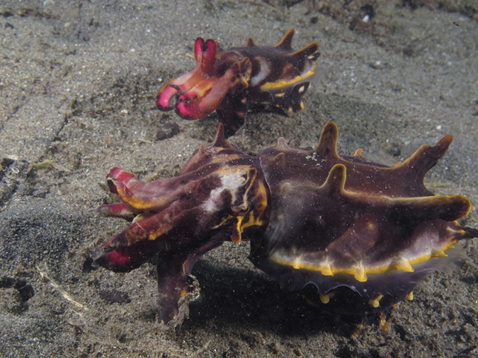 %_tempFileName20120430-3-Coconut%20Flamboyant%20Cuttlefish%20(2)%