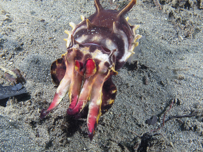 %_tempFileName20120430-3-Coconut%20Flamboyant%20Cuttllefish%20(1)%