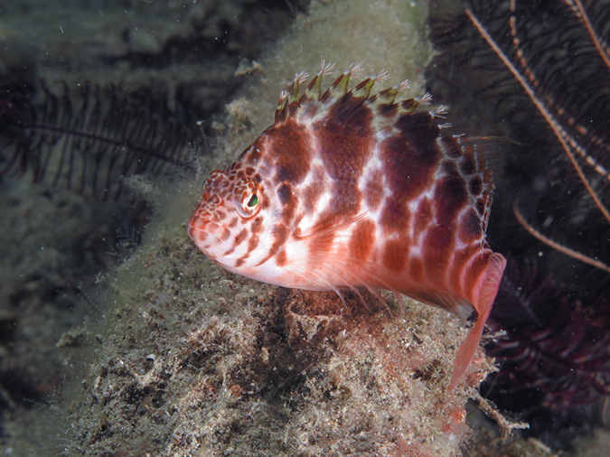 %_tempFileName20120430-3-Coconut%20Pixy%20Hawkfish%