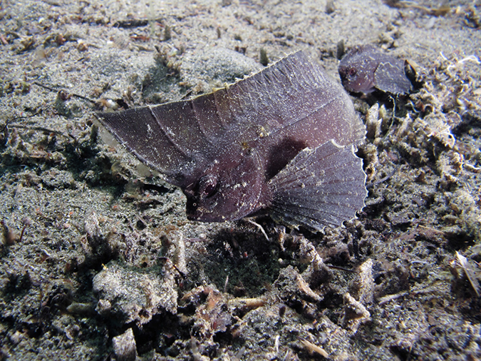 %_tempFileName20120430-3-Coconut%20Spiny%20Waspfish%