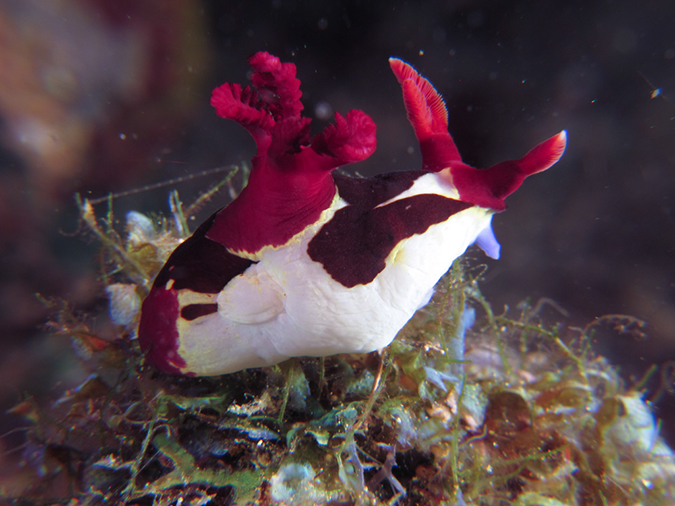 %_tempFileName20120430-4-Twin%20Rock%20Dorid%20Nudibranch%20(1)%