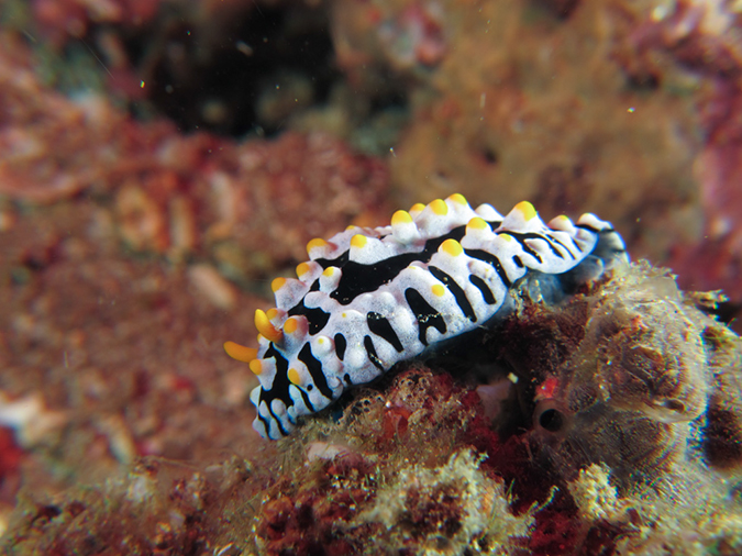 %_tempFileName20120430-4-Twin%20Rock%20Dorid%20Nudibranch%20(2)%