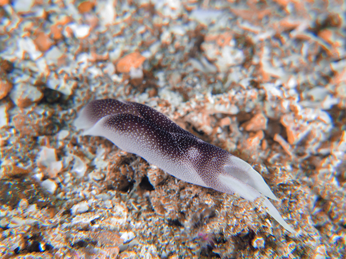 %_tempFileName20120430-4-Twin%20Rock%20Lovely%20Headshield%20Slug%