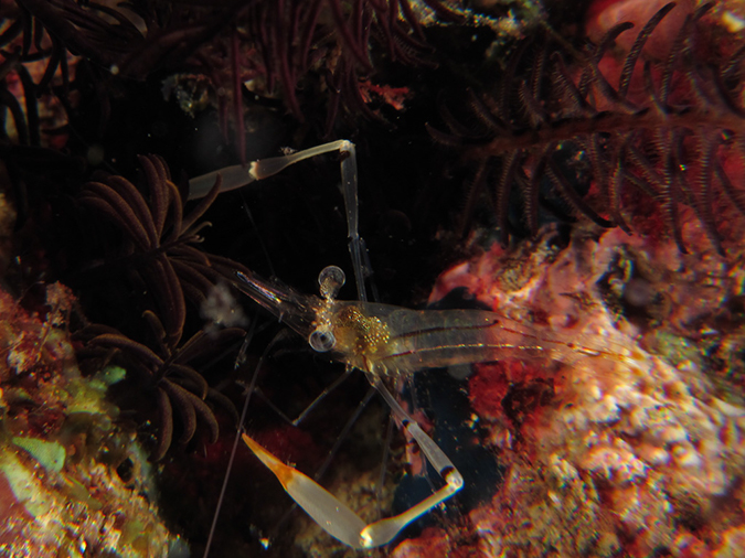 %_tempFileName20120430-4-Twin%20Rock%20Red%20Claw%20Cuapetes%20Shrimp%