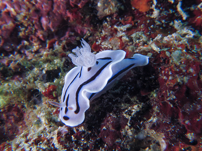 %_tempFileName20120501-3-Kirby%20Wall%20Dorid%20Nudibranch%20(3)%