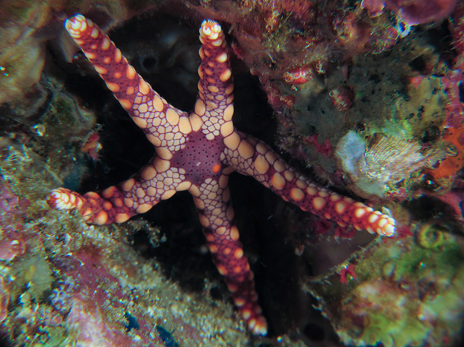 %_tempFileName20120501-3-Kirby%20Wall%20Pepperment%20Sea%20Star%