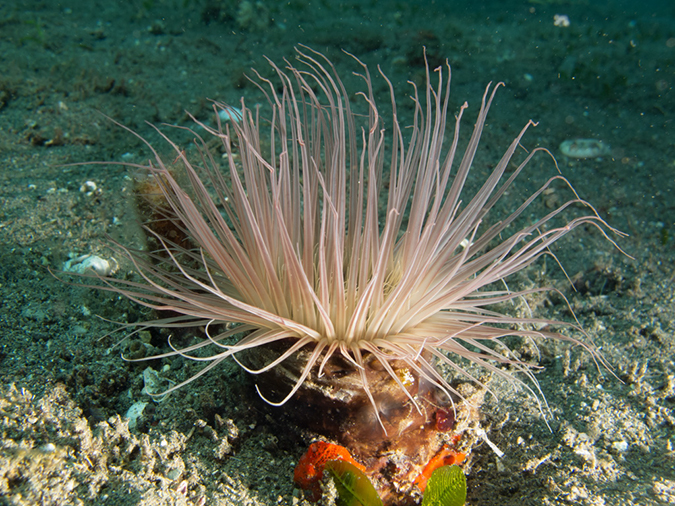 %_tempFileName20120502-2-Coconut%20Anemone%