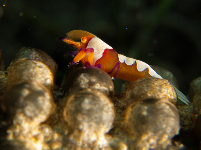 %_tempFileName20120502-2-Coconut%20Emperor%20Shrimp%
