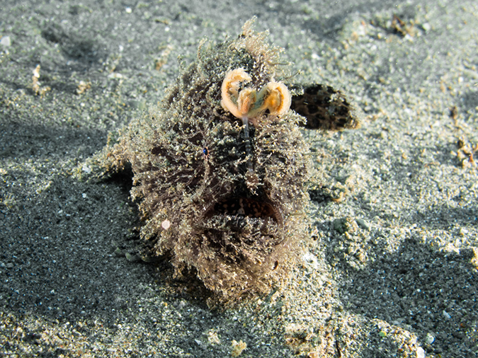 %_tempFileName20120502-2-Coconut%20Hairy%20Frogfish%20(2)%
