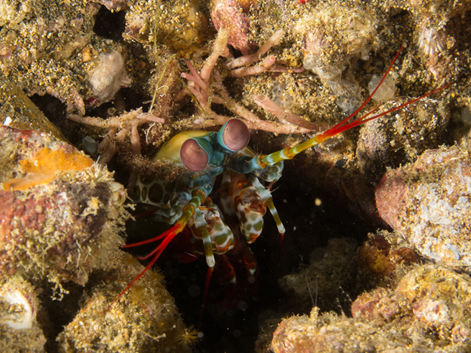 %_tempFileName20120502-3-Sunview%20Peacock%20Mantis%20Shrimp%