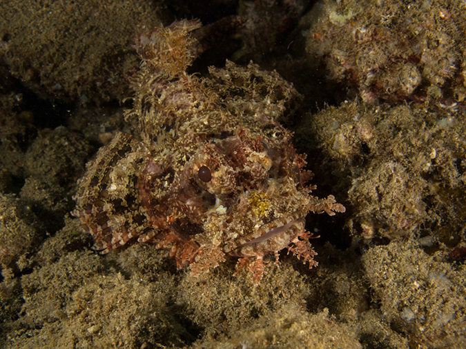%_tempFileName20120502-3-Sunview%20Raggy%20Scorpionfish%