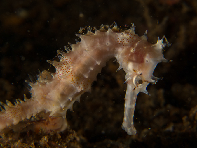 %_tempFileName20120503-3-Secret%20Bay%20Flores%20Seahorse%