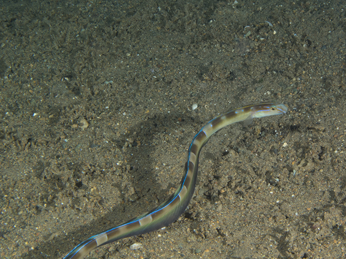 %_tempFileName20120503-3-Secret%20Bay%20Snake%20Blenny%