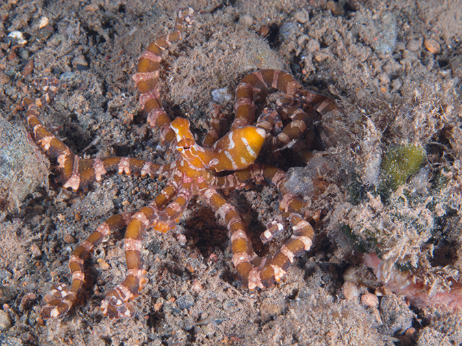 %_tempFileName20120503-3-Secret%20Bay%20Wunderpus%20-%20Octopus%
