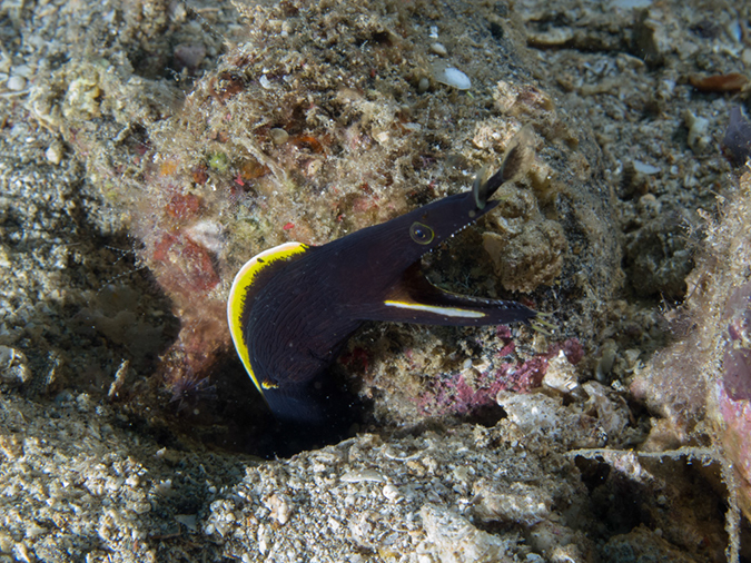 %_tempFileName20120504-1-Red%20Rock%20Ribbon%20Eel%20-%20Juvenile%