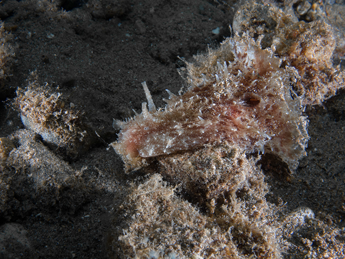 %_tempFileName20120504-2-Balanoy%20Blunt-End%20Sea%20Hare%