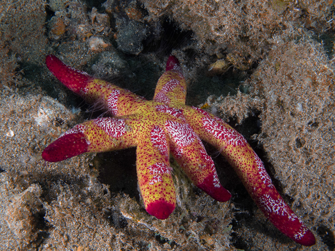 %_tempFileName20120504-2-Balanoy%20Luzon%20Sea%20Star%