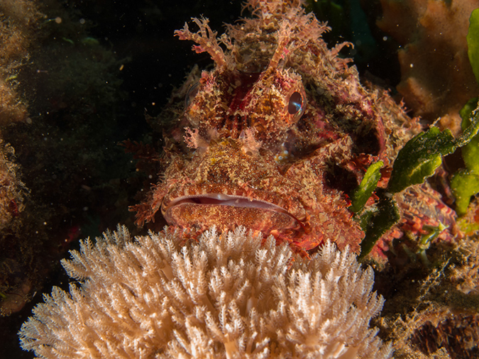 %_tempFileName20120504-2-Balanoy%20Raggy%20Scorpionfish%