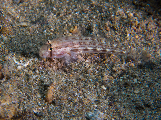 %_tempFileName20120504-2-Balanoy%20Shoulderbar%20Goby%