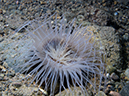 %_tempFileName20120426-%201-Twin_Rock%20Anemone%