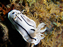 %_tempFileName20120426-%201-Twin_Rock%20Dorid%20Nudibranch%