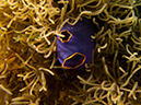 %_tempFileName20120426-%201-Twin_Rock%20Tunicate%