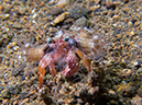 %_tempFileName20120426-2-Secret%20Bay%20Anemone%20Hermit%20Crab%