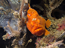 %_tempFileName20120426-2-Secret%20Bay%20Painted%20Frogfish%