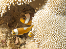 %_tempFileName20120427-1-Bethlem%20Anemonefish%20(1)%