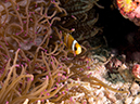 %_tempFileName20120427-1-Bethlem%20Anemonefish%20(2)%