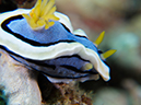 %_tempFileName20120427-1-Bethlem%20Dorid%20Nudibranch%20(1)%